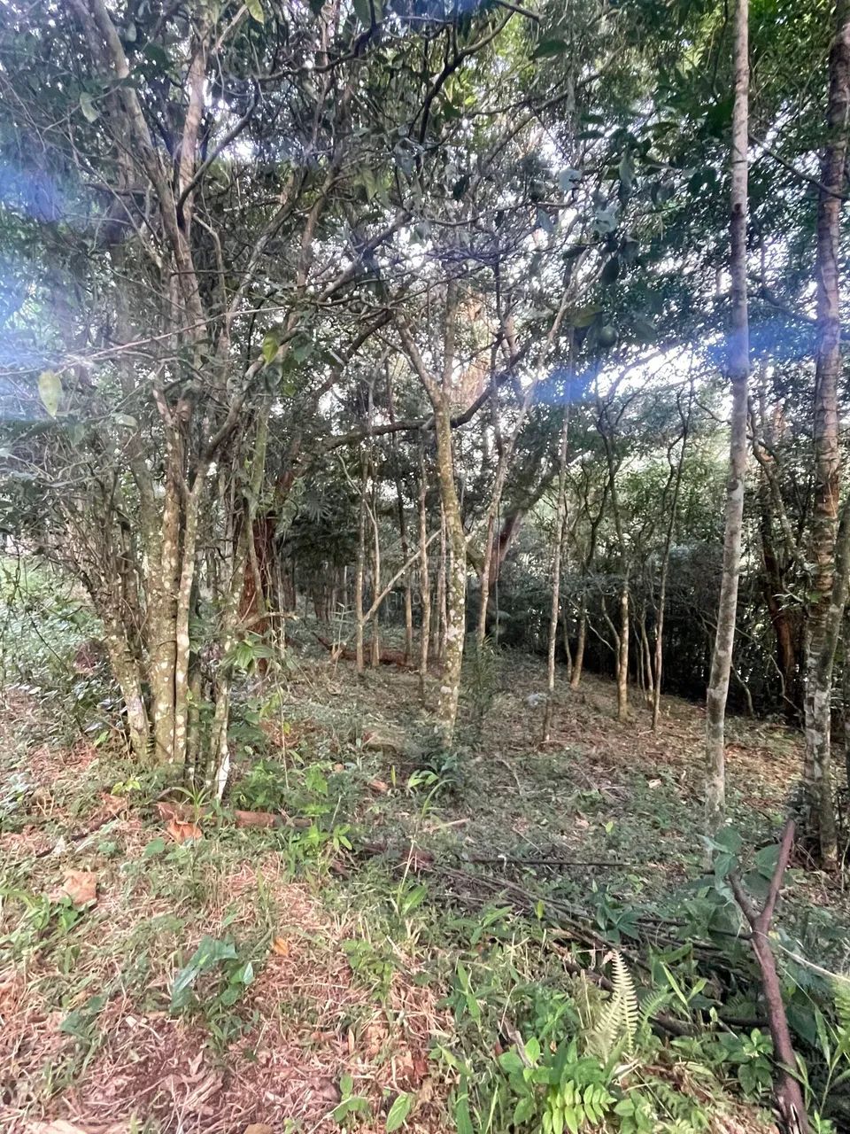 Terreno PRAIA DO SIRIÚ - OPORTUNIDADE - Foto 5