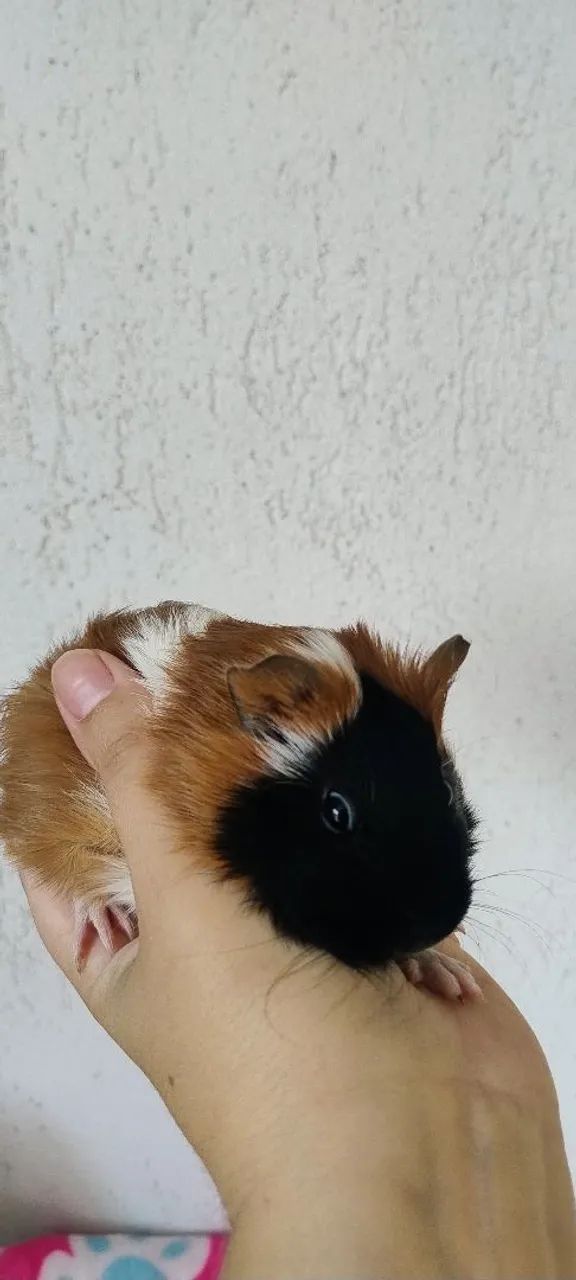 Bebês de Porquinho da Índia
