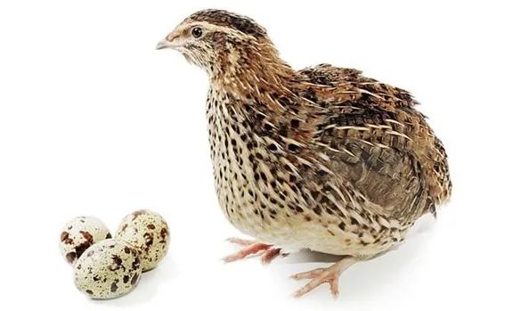 Codorna