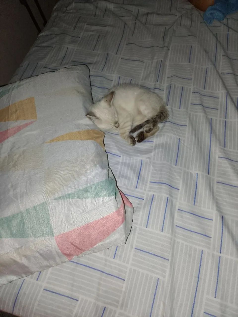 Adoção Responsável  - Foto 4