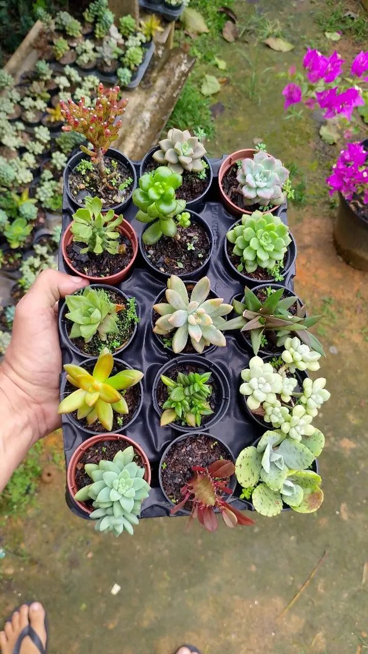 suculentas  - Foto 4
