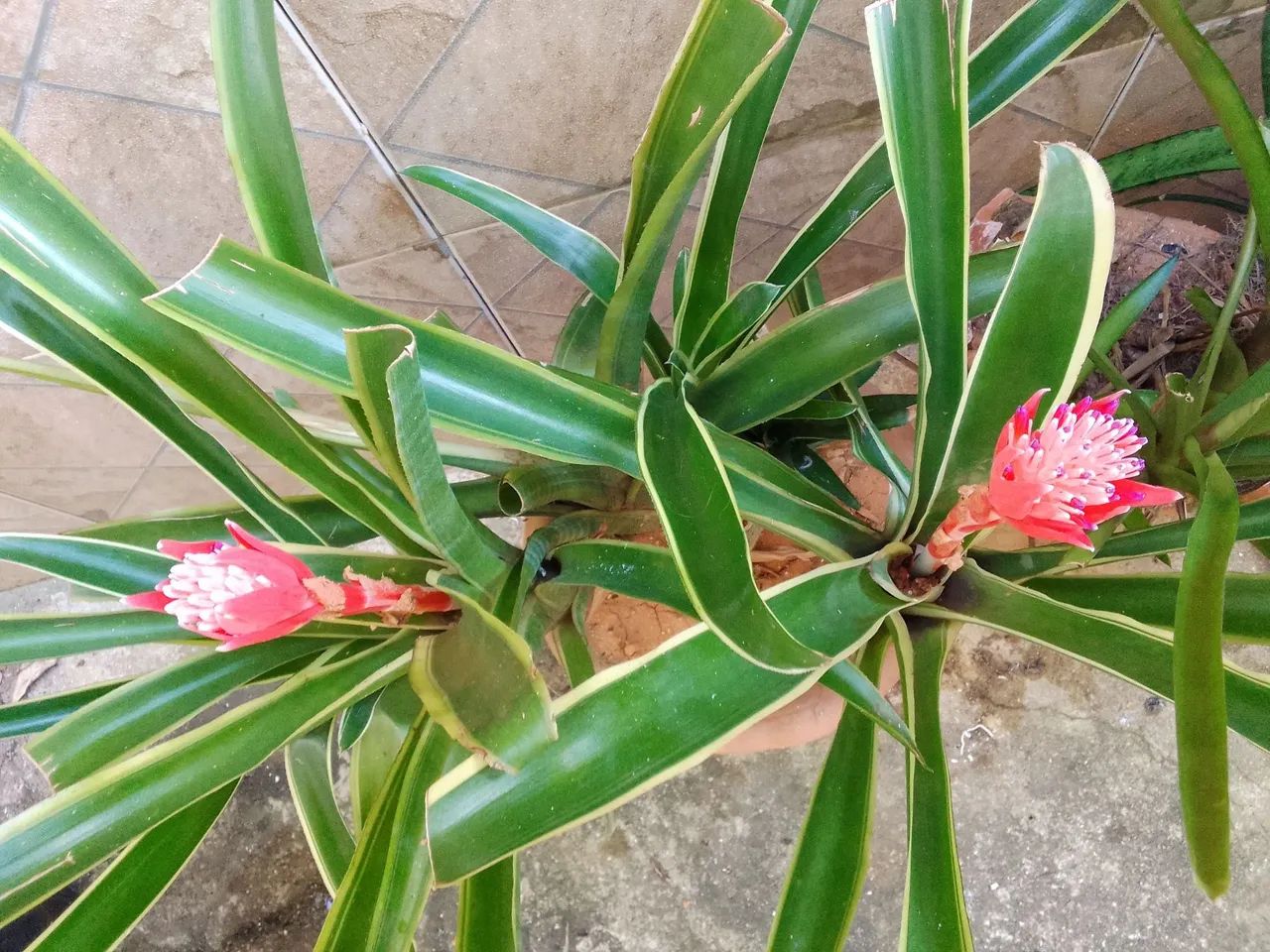 Planta: Bromélia variegata (Neoregelia ou Aechmea) - Foto 3