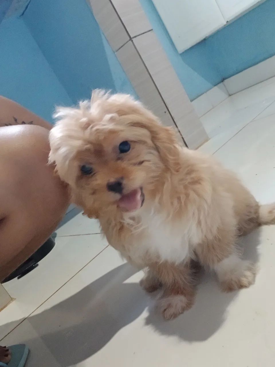 Vendo cachorro shitzul com poodle - Foto 2