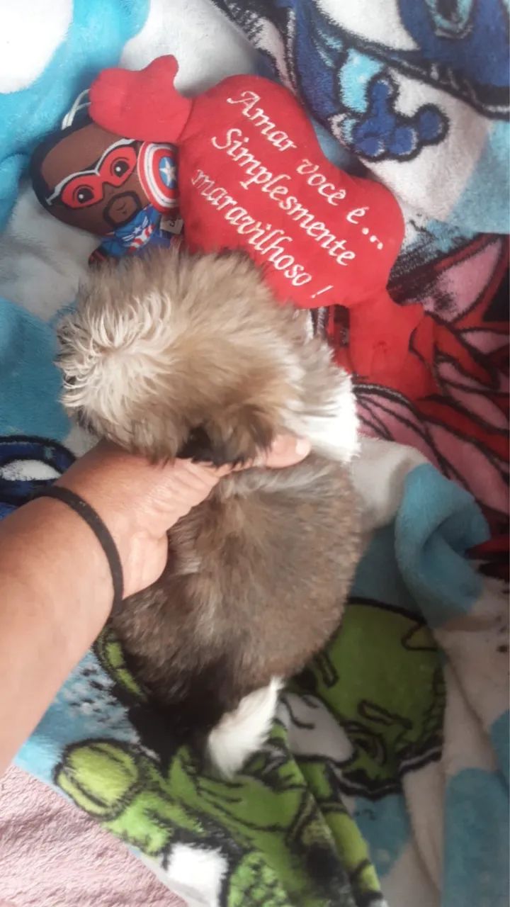Filhotes de Shih Tzu Disponíveis  - Foto 2