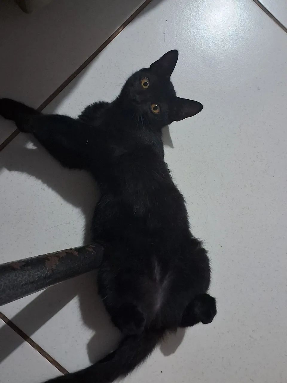 Gatas pra doação  - Foto 3