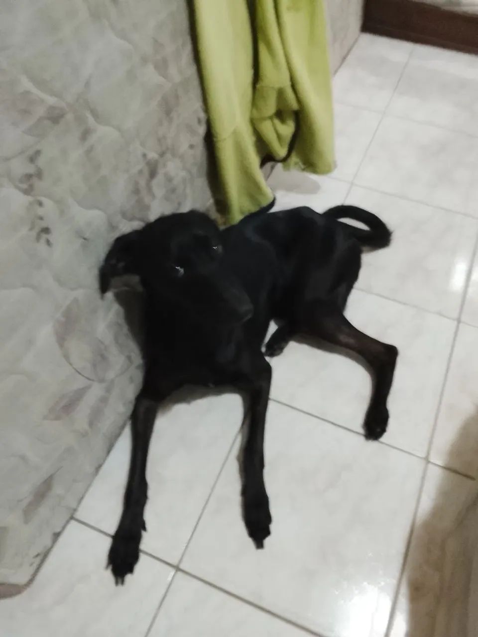 Doação cachorro macho labrador 