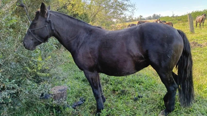 Vendo égua preta - Foto 2