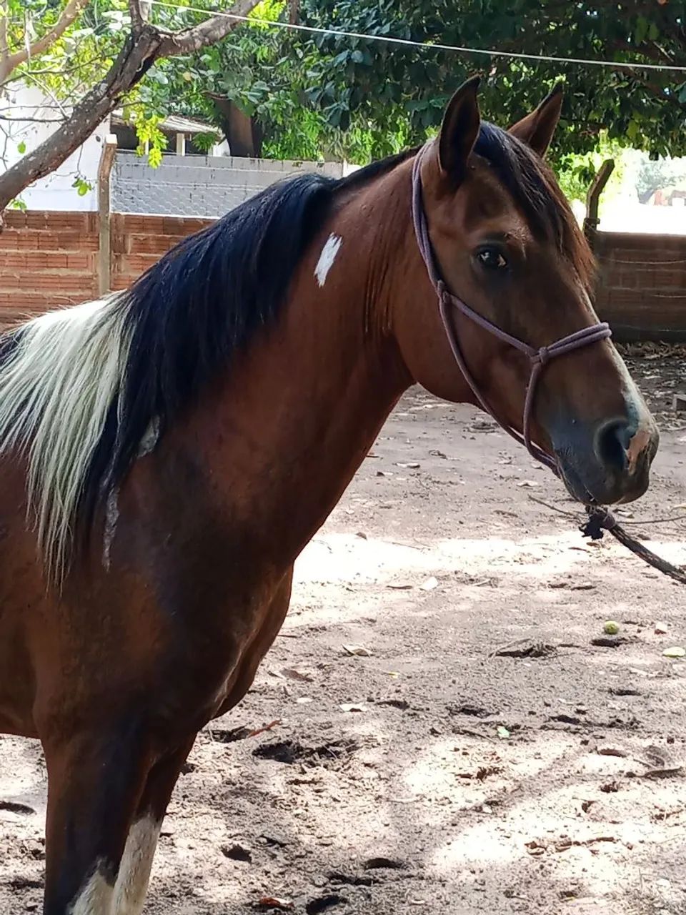Cavalo  - Foto 3