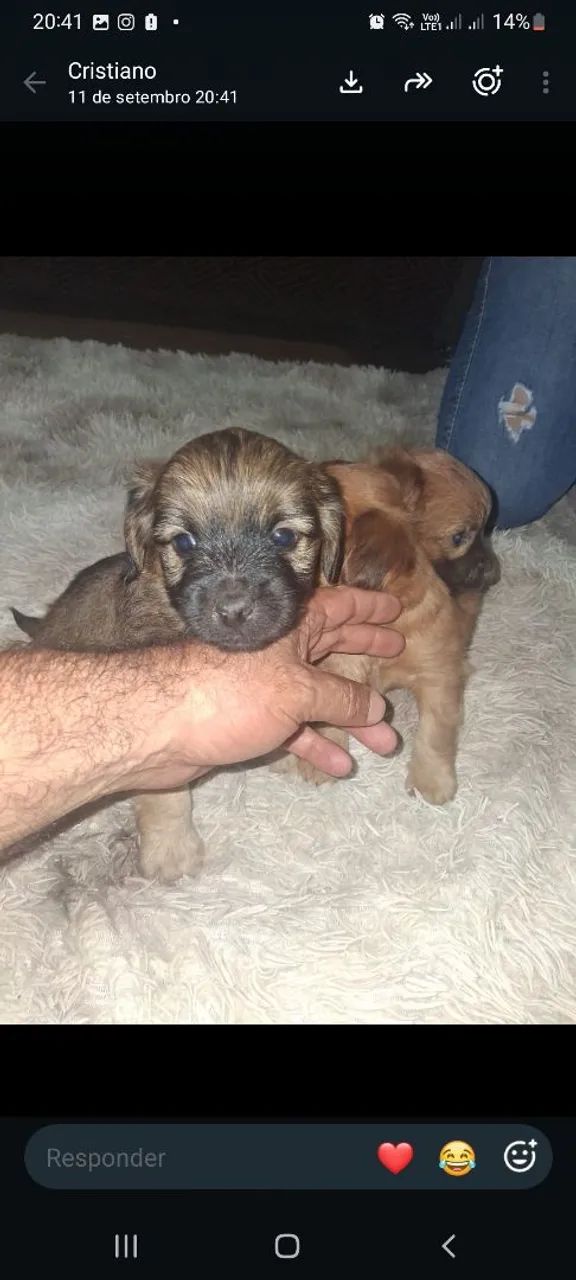 Cachorro Yorkshire  - Foto 2