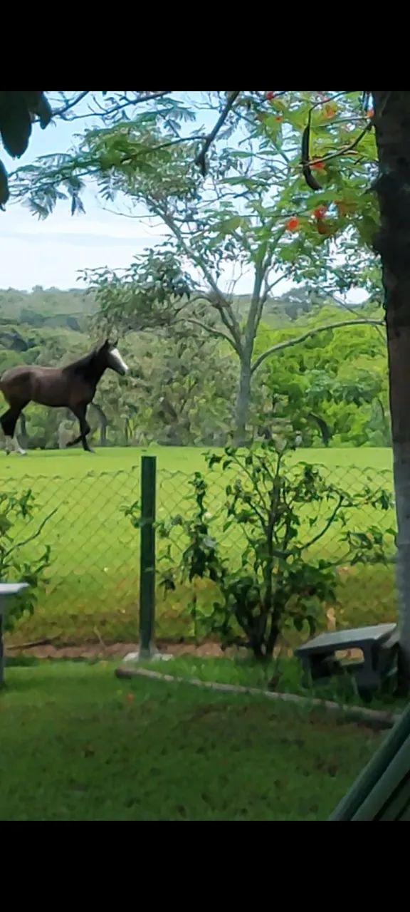Vende-se uma linda potra ja domada para cavalgar - Foto 3