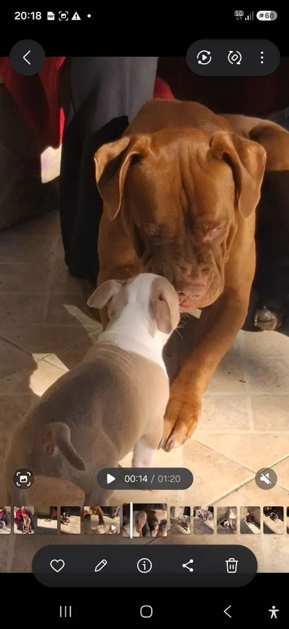 Pit monster  - Foto 3