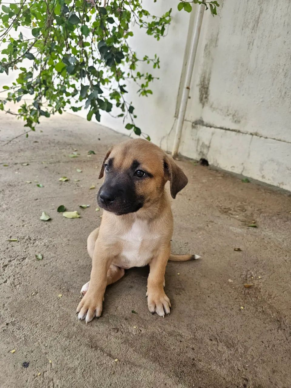 Doação 