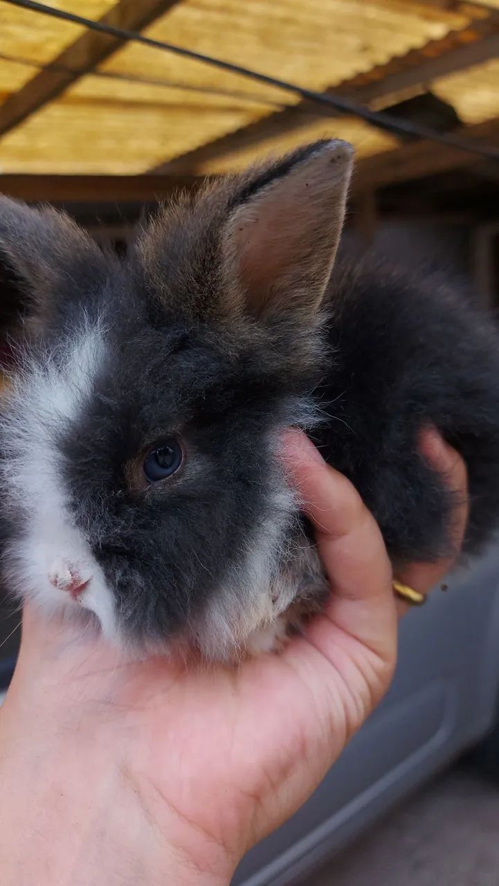Mini Lionhead a partir de 50 reais em Curitiba - Foto 3