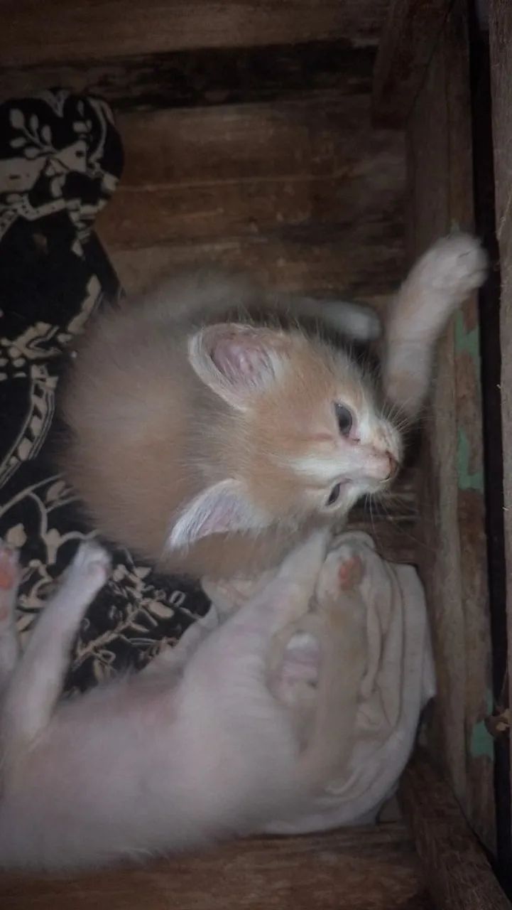Gata - Foto 3