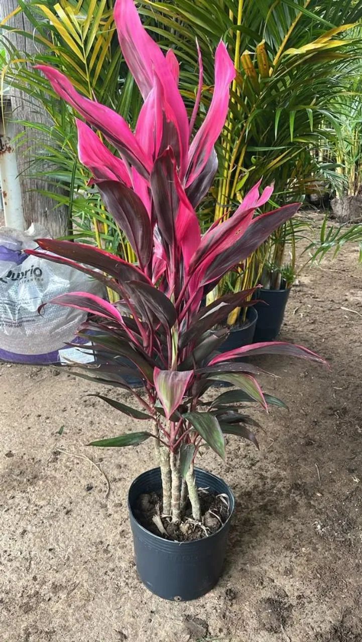 Plantas em geral  - Foto 3