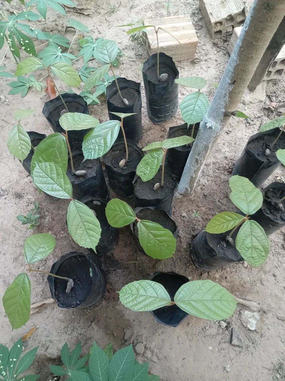 Vendo mudas de cupuacu novas  - Foto 5