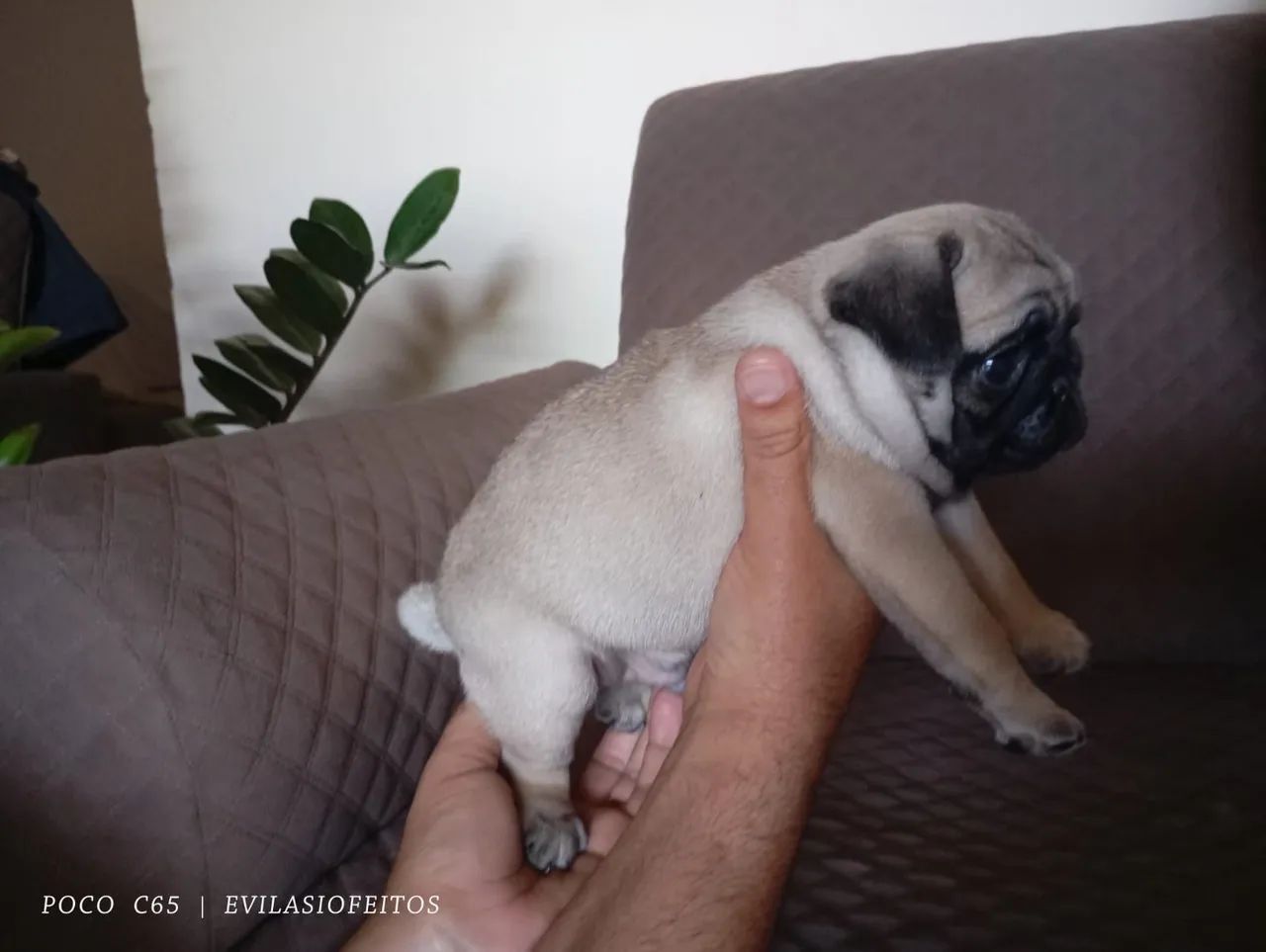 Pug filhote macho - Foto 3
