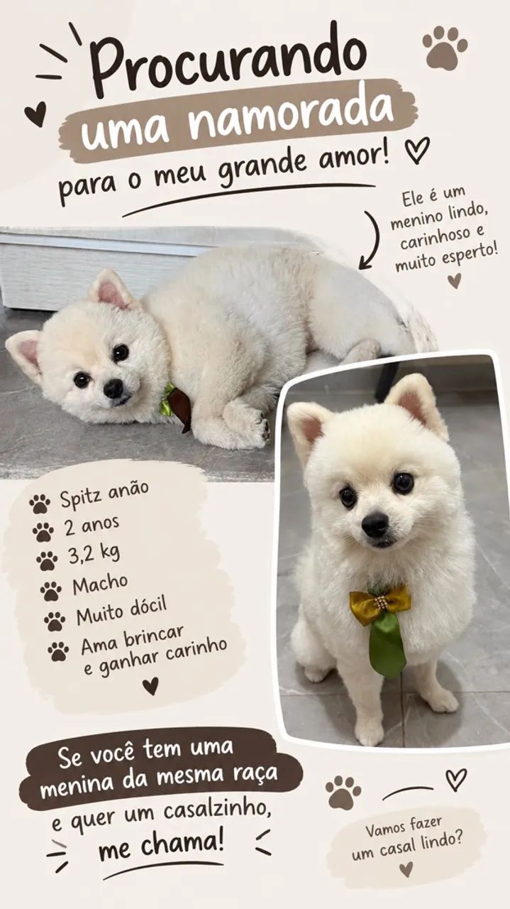 SPTIZ ANÃO BRANCO