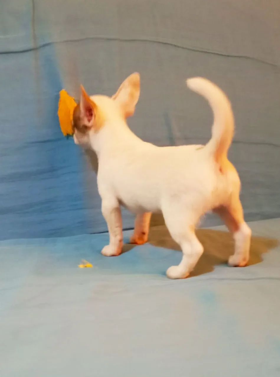 Chihuahua Macho - Foto 5