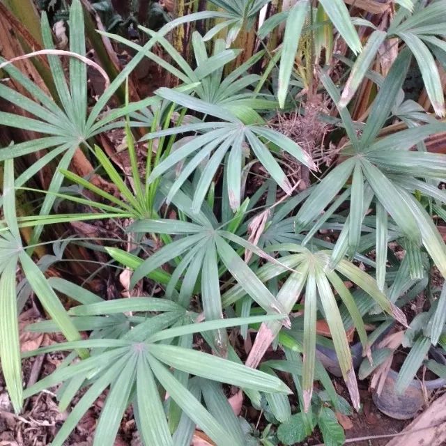 Vendo coqueiro rafis - Foto 2