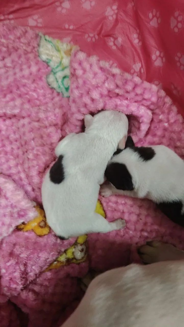 BULDOG FRANCES  - Foto 4