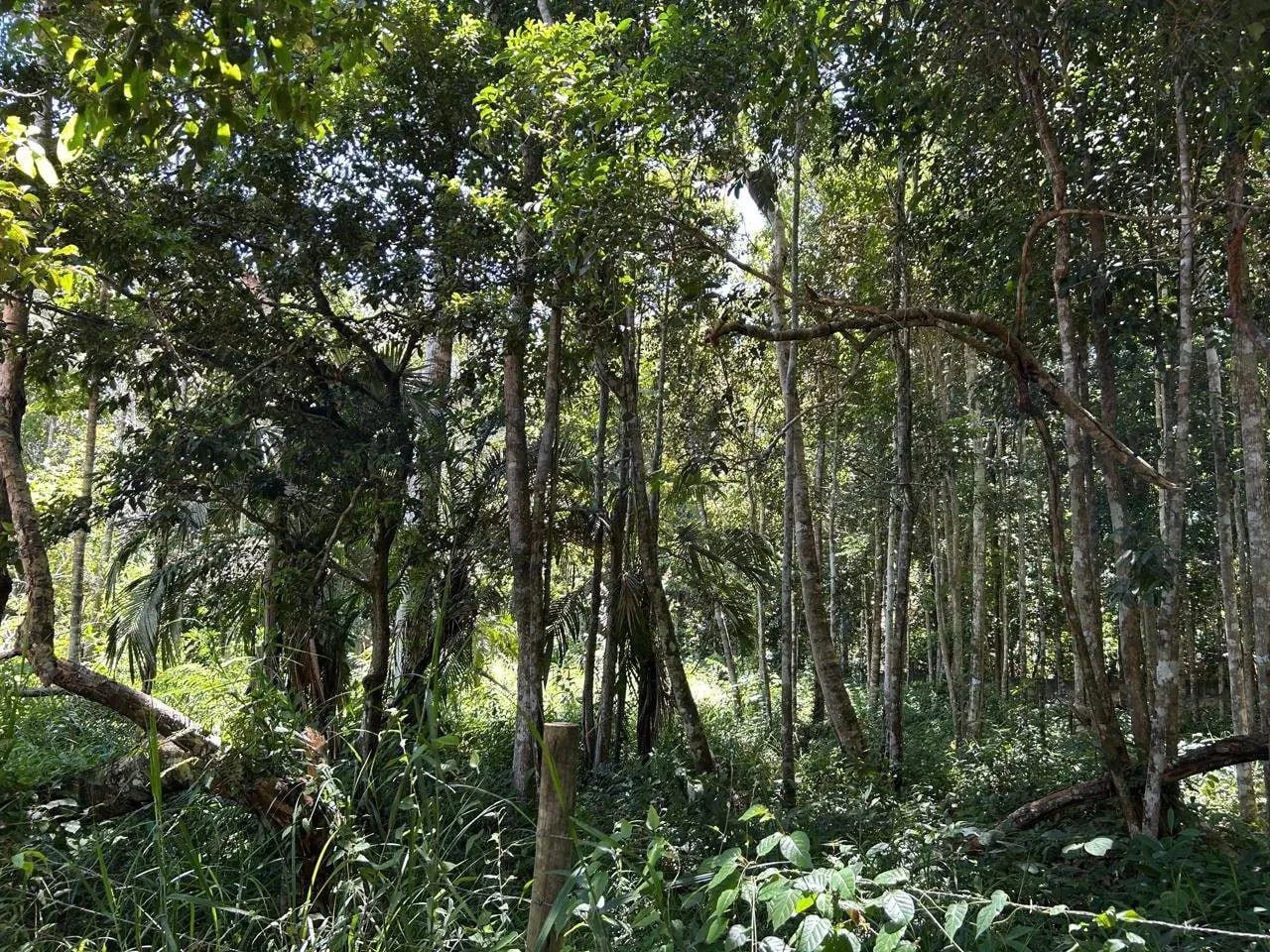 Terreno em Trancoso - Foto 3