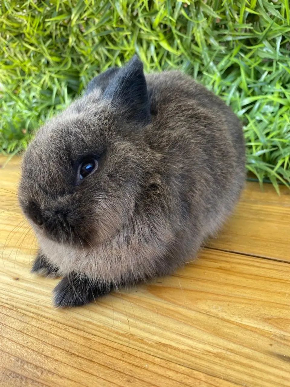 Coelho anão netherland dwarf - Foto 2