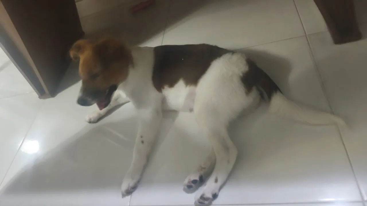 Doacão Cachorra