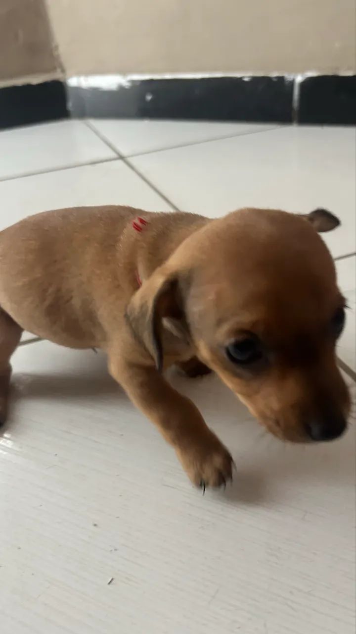 Filhotes de Pinscher 1 