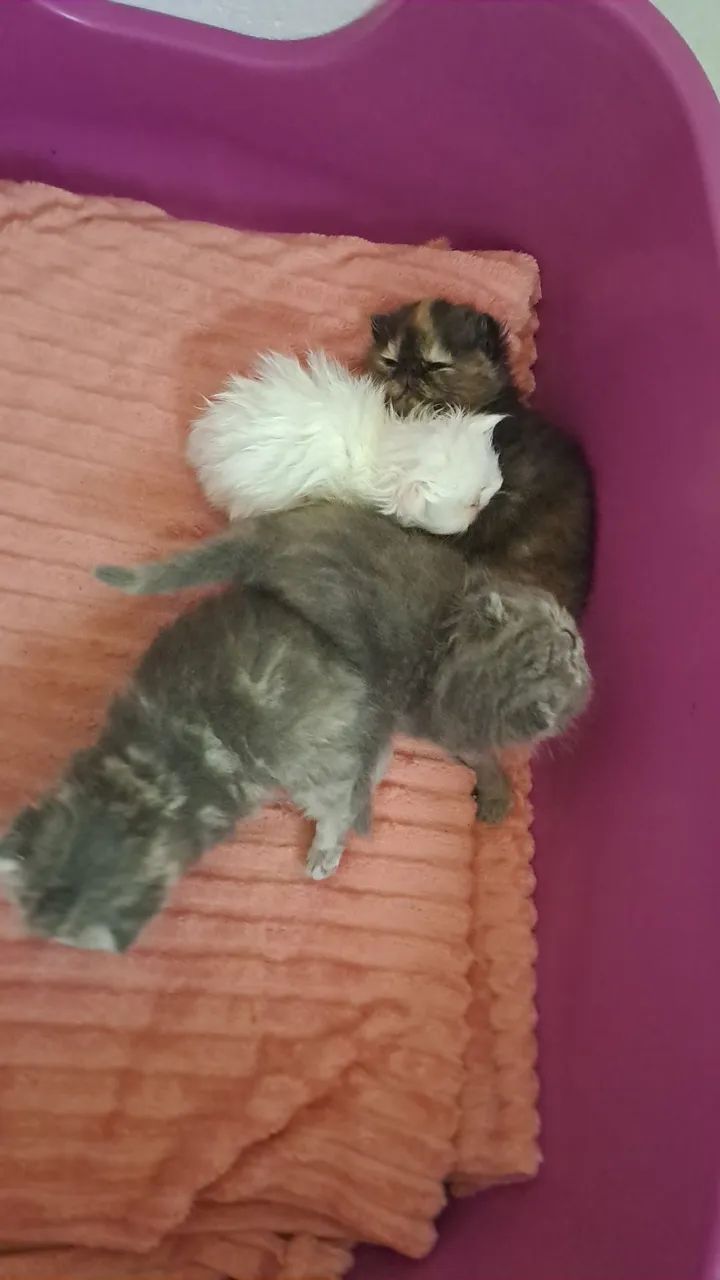PET - Foto 4