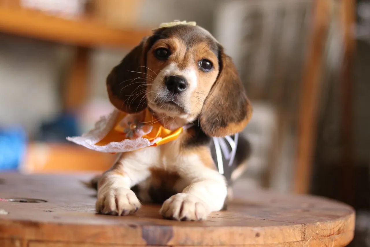 BEAGLES PARCELAMOS  - Foto 3