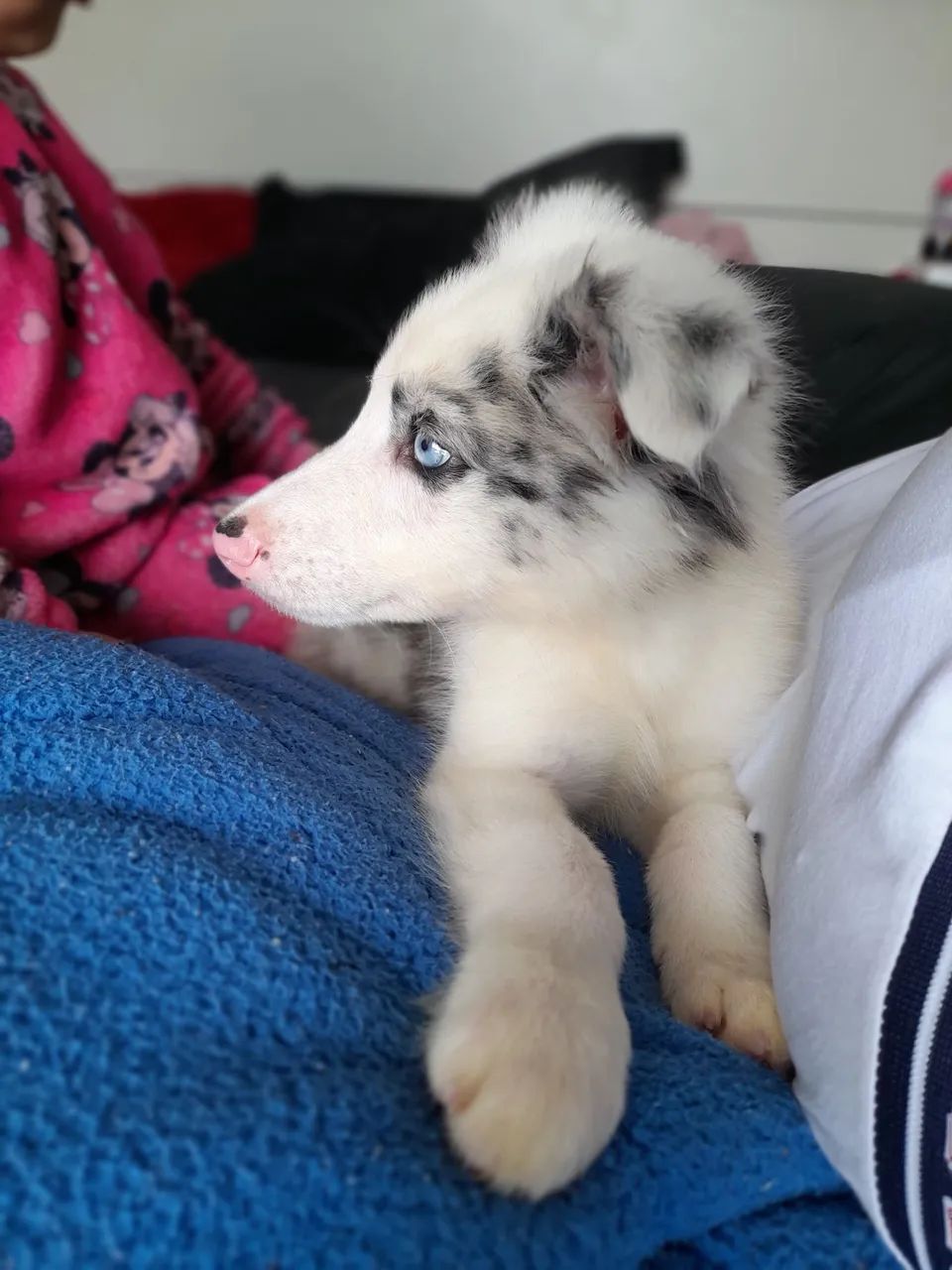 Boder collie venda - Foto 2
