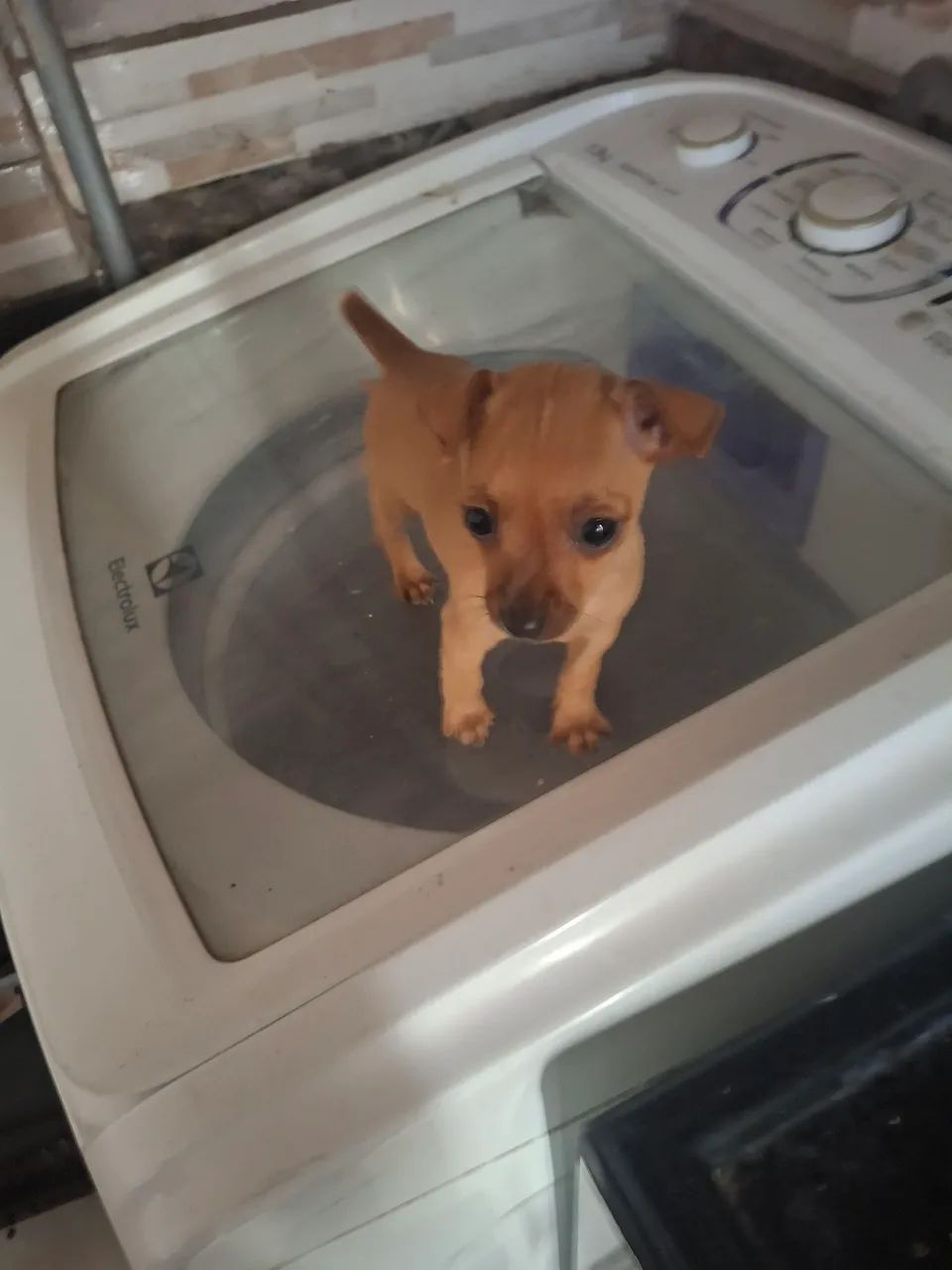 Pinscher!