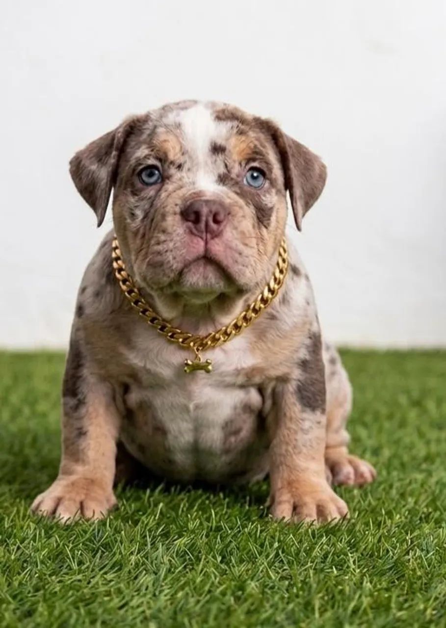 American bully a partir de 1999