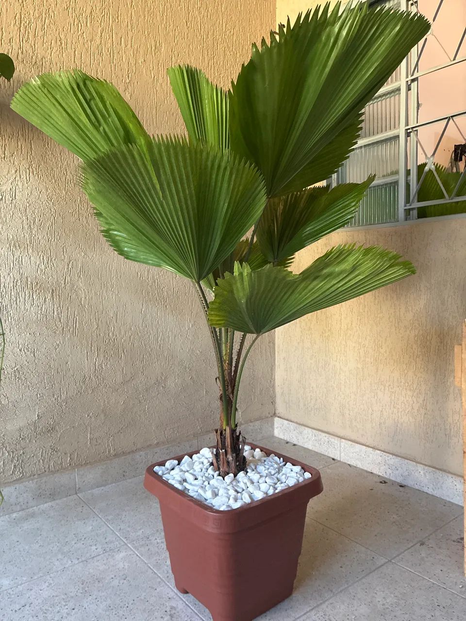 Plantas  - Foto 2