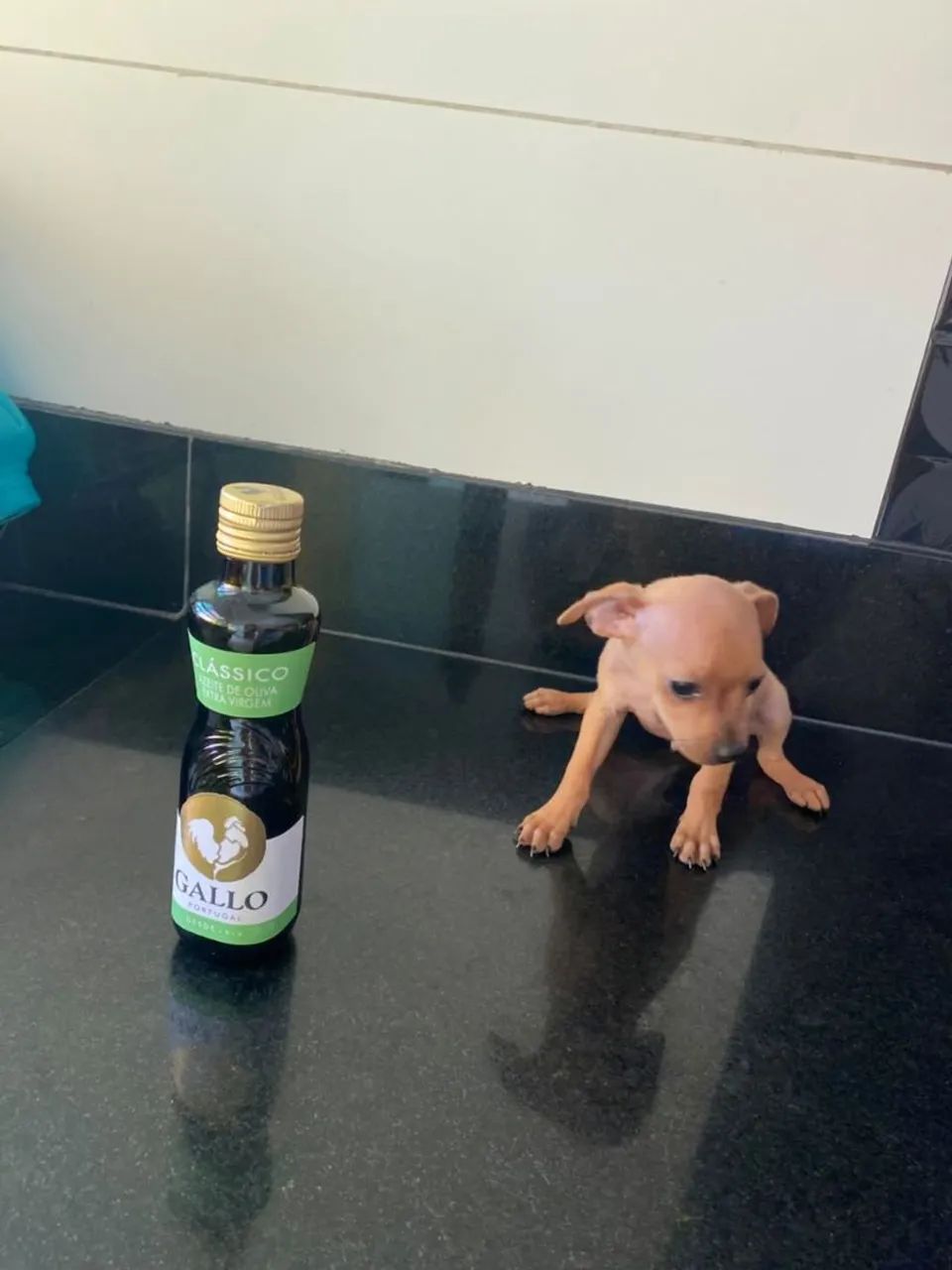 Pincher 0  - Foto 4