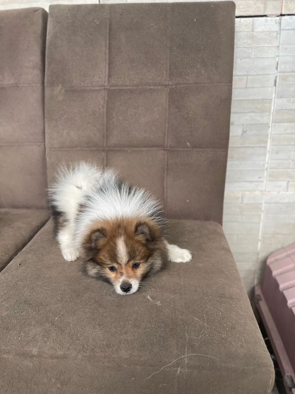 Cachorro  - Foto 2