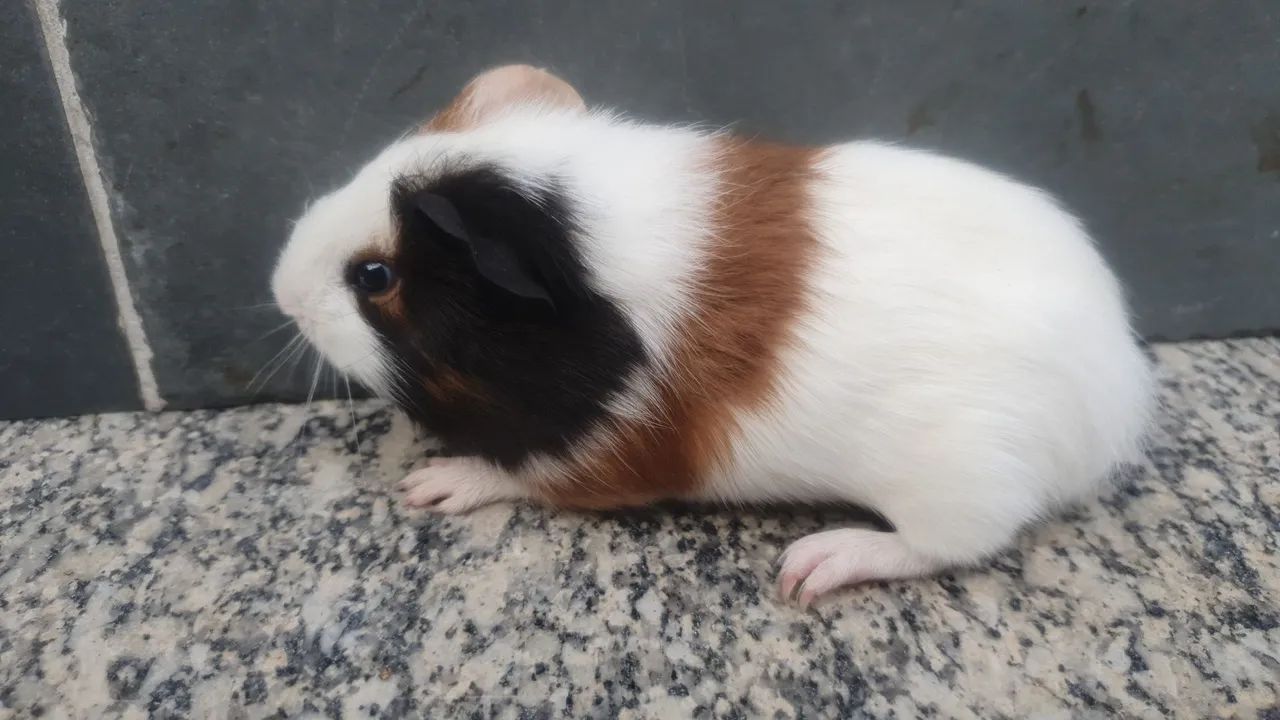 Porquinho da india - Foto 4