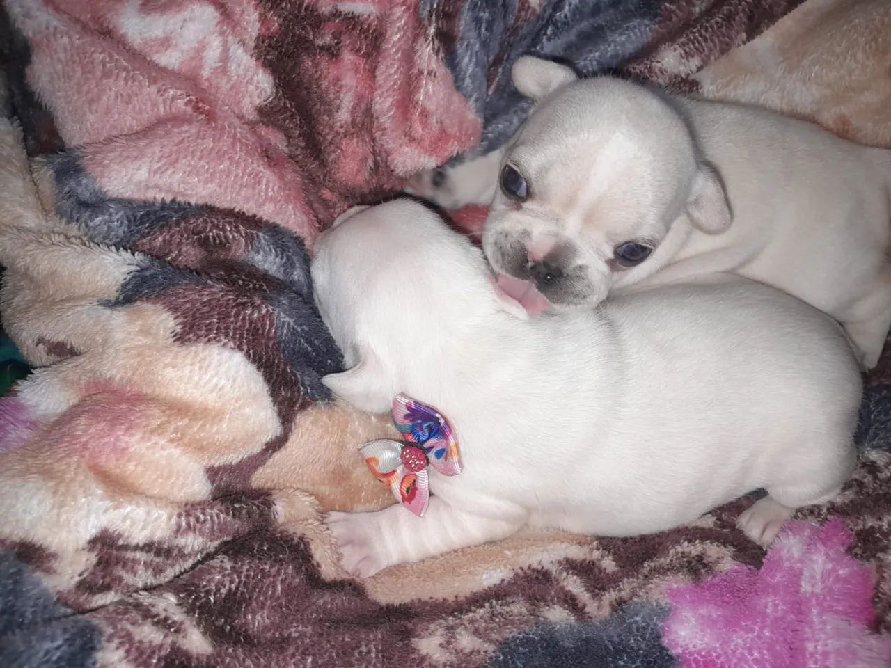 Filhotes de Buldogue Francês  - Foto 4