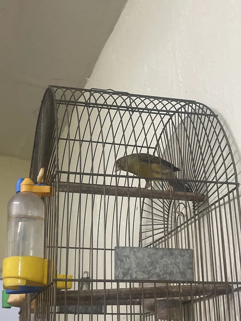 Vendo barato dois machos  - Foto 2