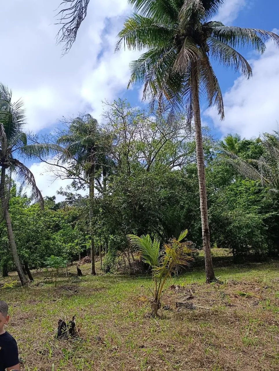 Vende-se este sítio  - Foto 4