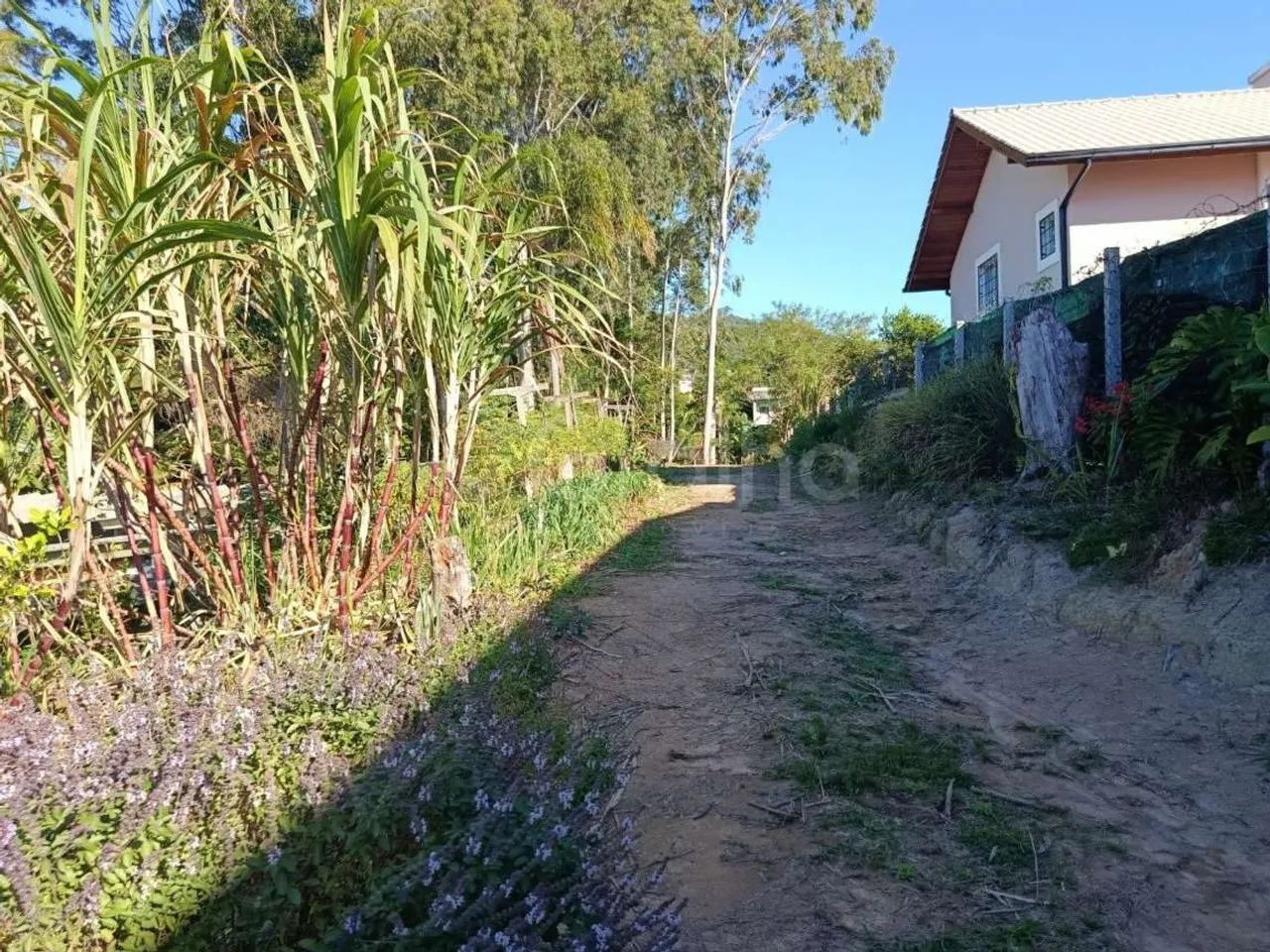 Terreno para Venda em Florianópolis, Pantanal - Foto 4