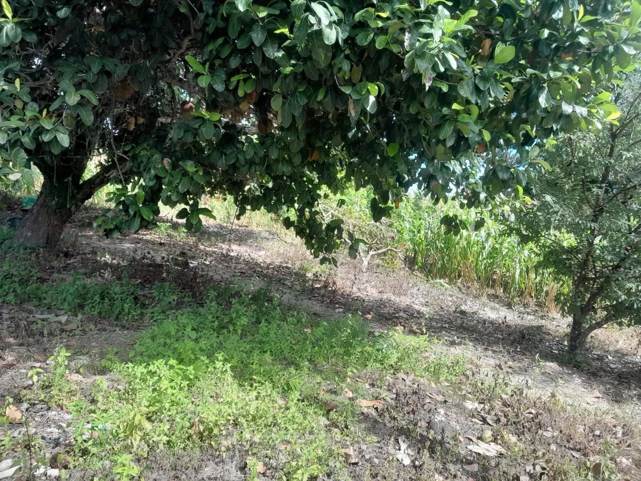 VENDO LOTE - POVOADO ESTREITO | CAPELA/SE <br> - Foto 4