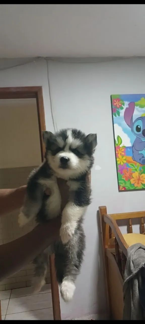 HUSKY SIBERIANO  - Foto 3