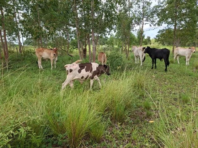 BEZERROS À VENDA - Foto 4