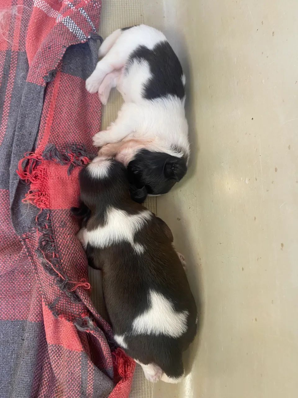 Cachorro da raça chip Sul