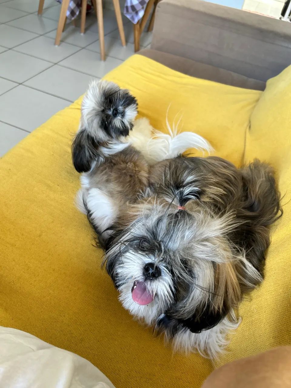 Shih tzu  - Foto 4