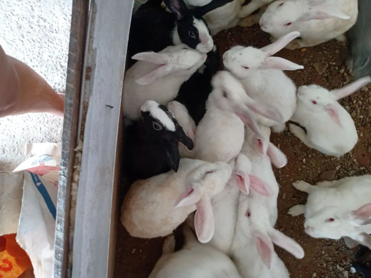 Coelhos à venda adultos e filhotes