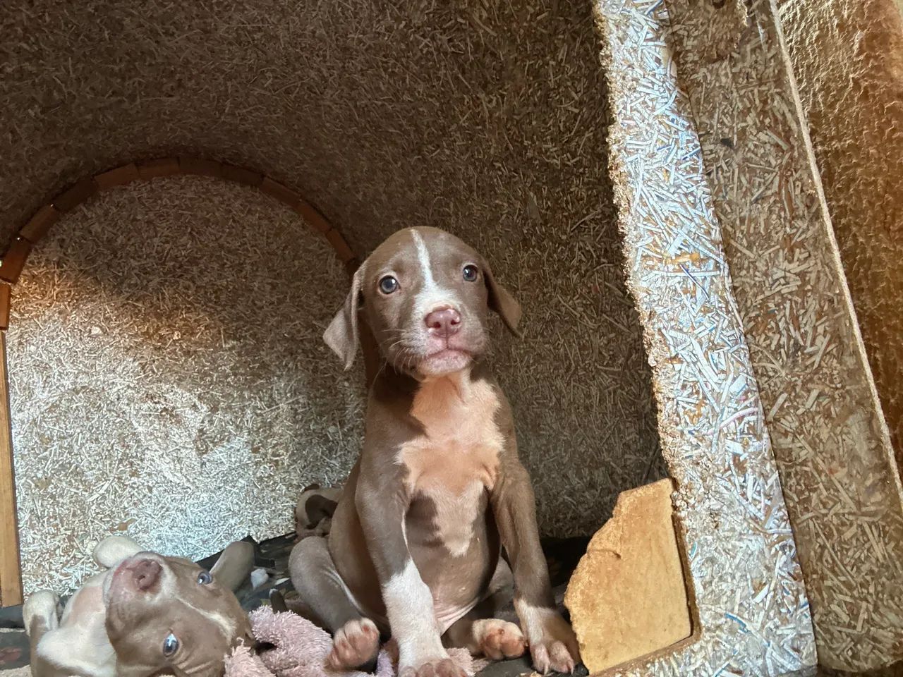 Doação Pitbull misturado 