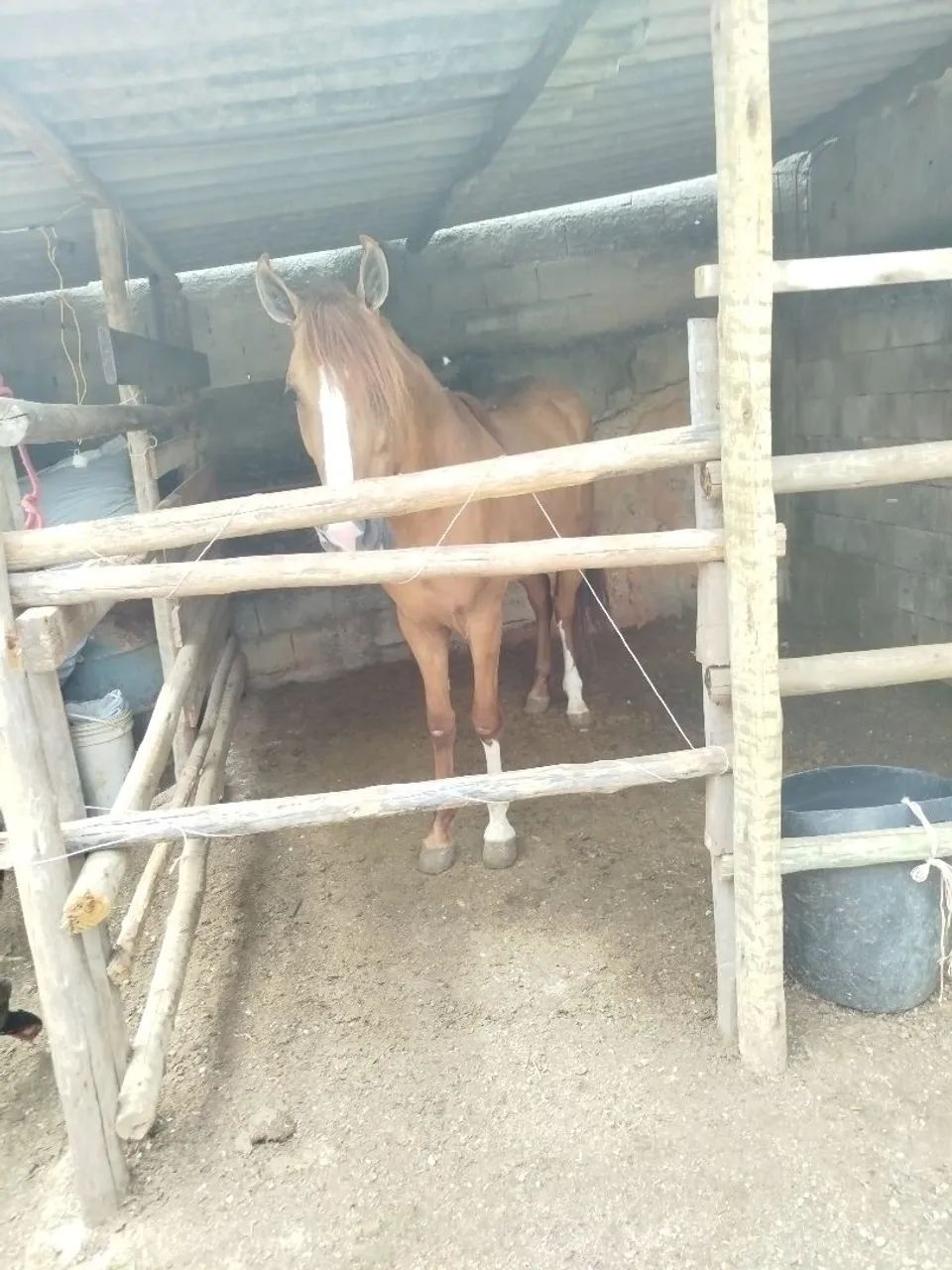 Vendo este lindo cavalo  - Foto 4